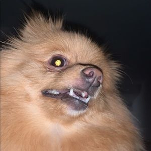 Meet your Posher, Brent